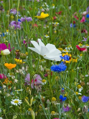 Eine Wiese mit bunten Blühpflanzen