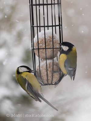 Gartentipps für den Winter