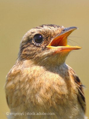 Bild eines Vogels