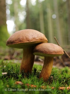 Symbolbild Pilz im Wald