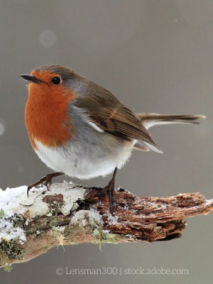 Rotkehlchen auf einem verschneiten Ast