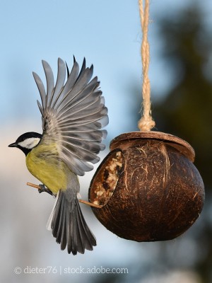 Vogel sitzt auf einem Futterspender.