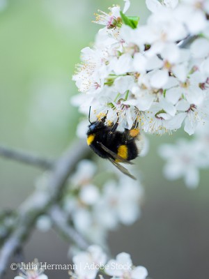 Biene sitzt auf einer weißen Blume