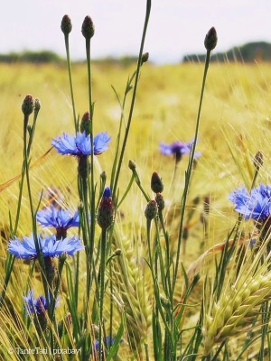 Blaue Kornblumen wachsen zwischen reifen Getreideähren auf einem sonnigen Feld.