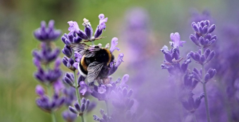 Eine Hummel sitzt auf einer Pflanze