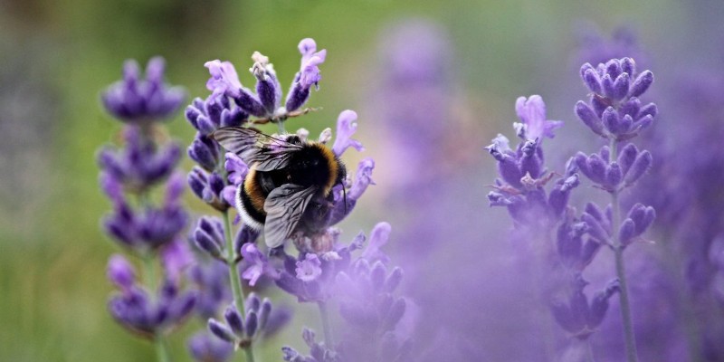 Hummel sitzt auf Pflanze